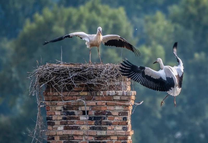 Professional Chimney Animal Removal Services in Lincolnshire, Illinois