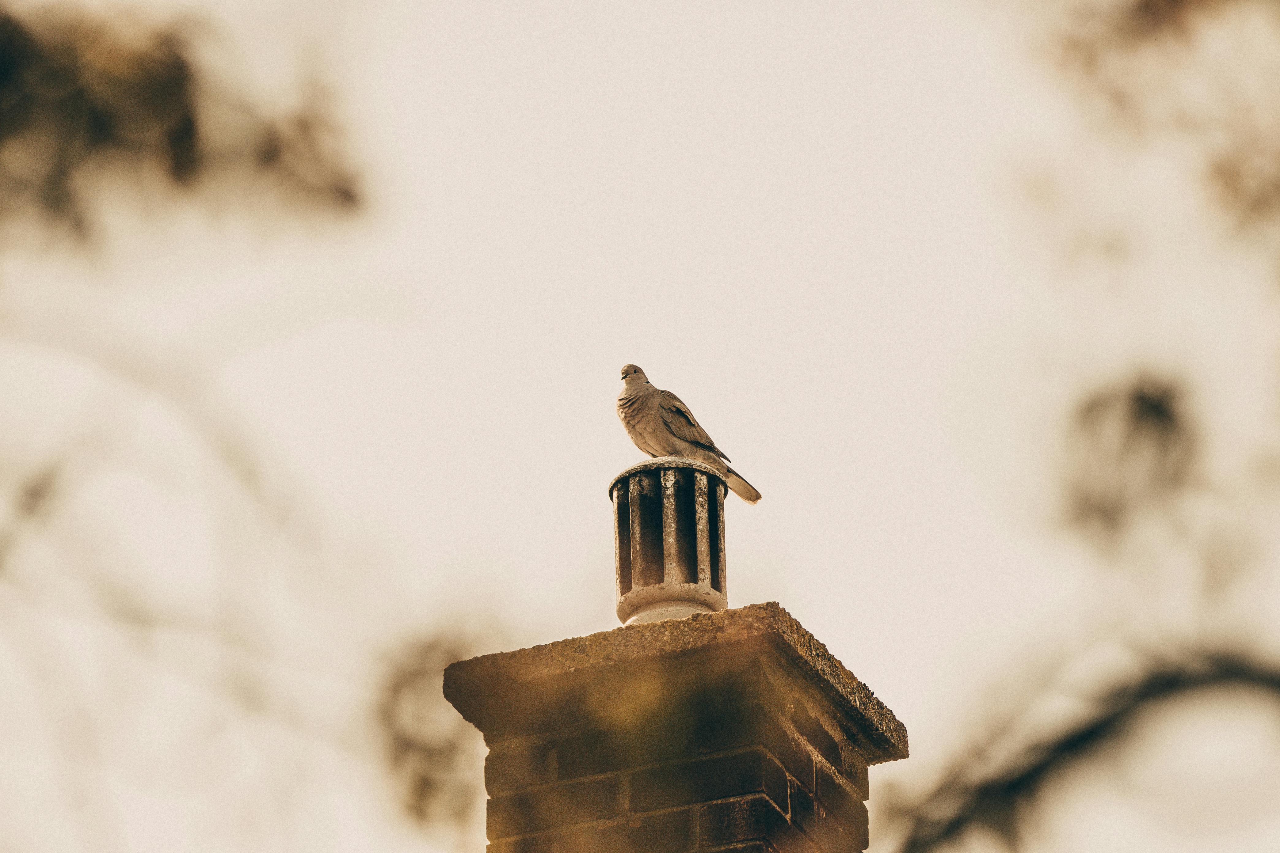 Expert Chimney Cap Installation in Lincolnshire, Illinois